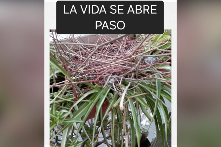 vida-se-abre-paso