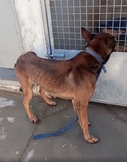 atado-monte-heridas-cuello-perro-fenix-2