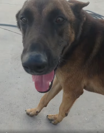 atado-monte-heridas-cuello-perro-fenix-3