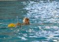 caballa-mataro-waterpolo