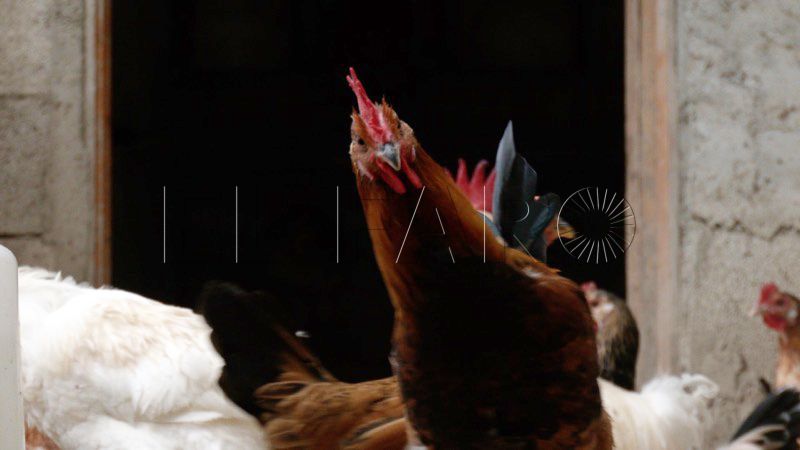 multa-corral-gallinas-boe