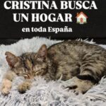 hogar-gata-cristina-3