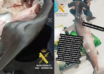 pesca-tiburon-martillo