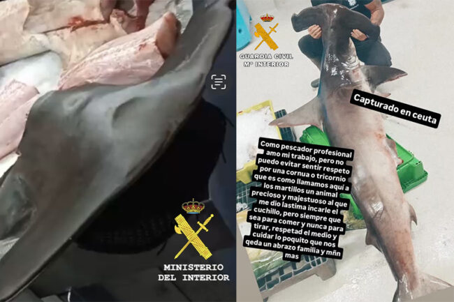 La Guardia Civil investiga a 3 personas tras pescar un tiburón martillo