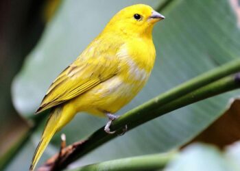 canario