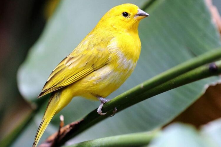 canario