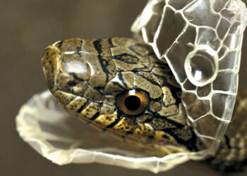 Serpiente