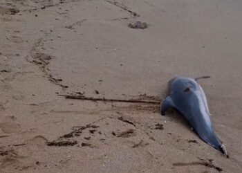 muerte-delfines-aparecen-mutilados-causa