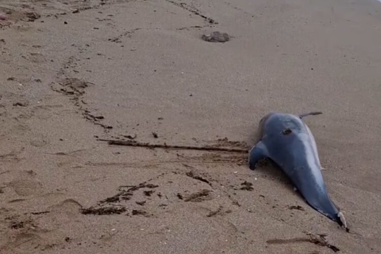muerte-delfines-aparecen-mutilados-causa