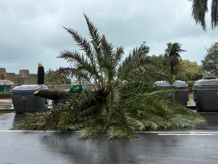 Palmera-caída-borrasca-Leonardo