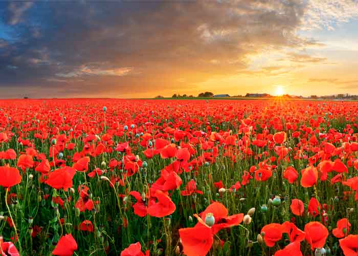 Amapolas-campo
