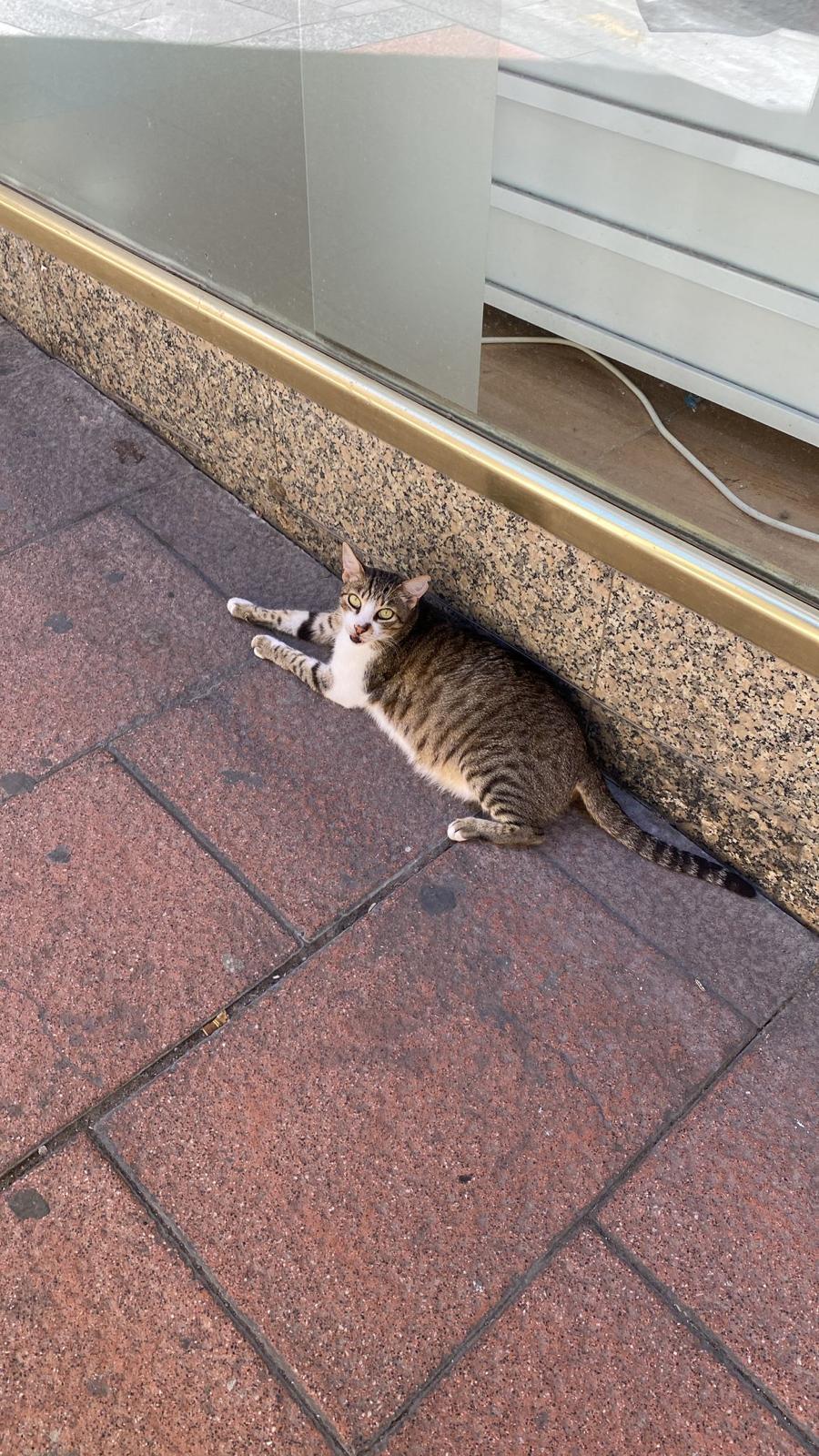 Willy-gato-Librería-Sol