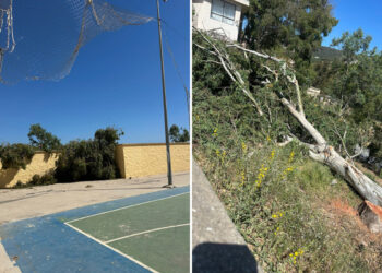 principe-queda-sin-arbol-vida-talados