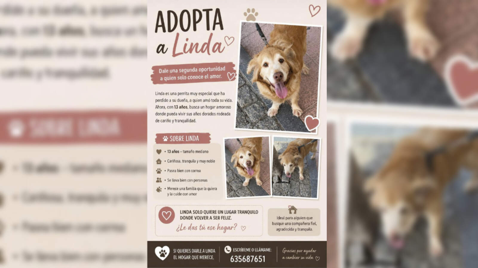 Linda, fiel al recuerdo de su dueña, busca un nuevo hogar