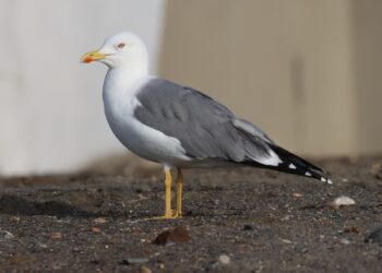 gaviotas-ceuta-5