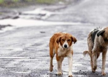 La futura ley de Marruecos que castigará el abandono y el maltrato animal