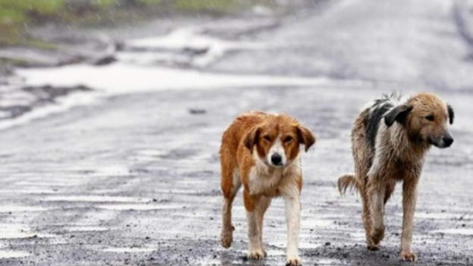 La futura ley de Marruecos que castigará el abandono y el maltrato animal
