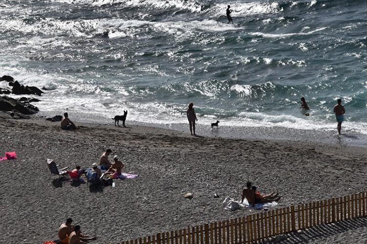 playa-perros-benedicto