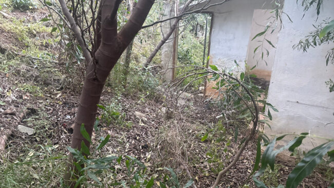 Alerta en la Protectora de Ceuta: riesgo de incendio por acumulación de maleza