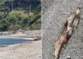 delfin-avanzado-estado-descomposicion-playa-calamocarro