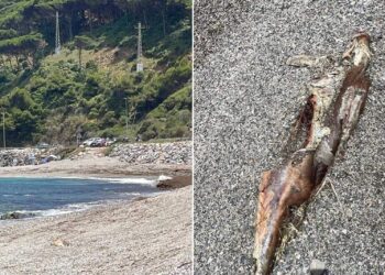 delfin-avanzado-estado-descomposicion-playa-calamocarro