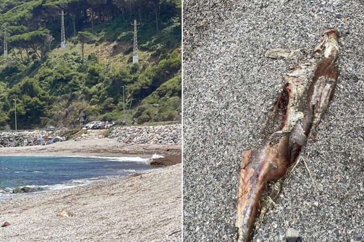 delfin-avanzado-estado-descomposicion-playa-calamocarro