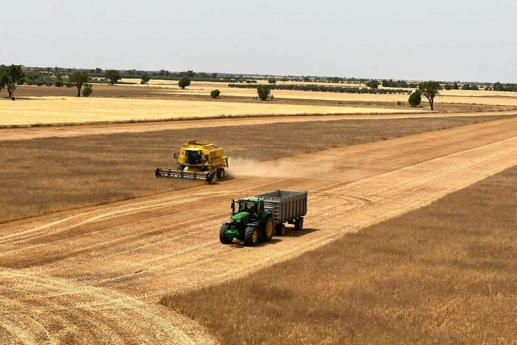 Marruecos prueba nuevas variedades de trigo resistentes a la sequía