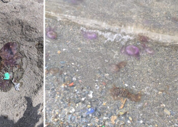 banistas-quejan-presencia-medusas-playas-4