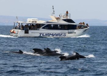 falsas-orcas-regresan-estrecho Image 2026-07-12 at 18.38.04 (3)