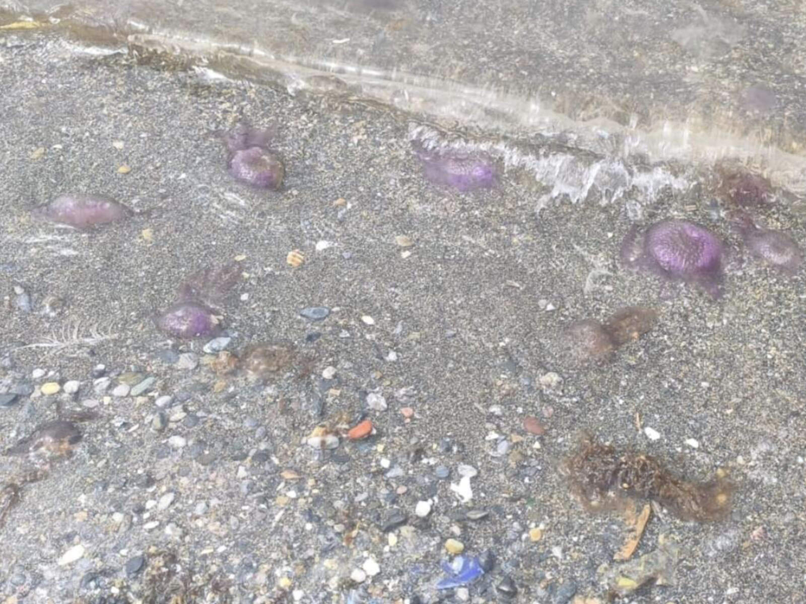 Las medusas vuelven a ser un problema en las playas de Ceuta: dudas razonables sobre la eficacia del servicio de redes antimedusas