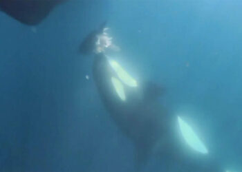 naturaleza-sorprende-orca-regala-cabeza-atun-barco