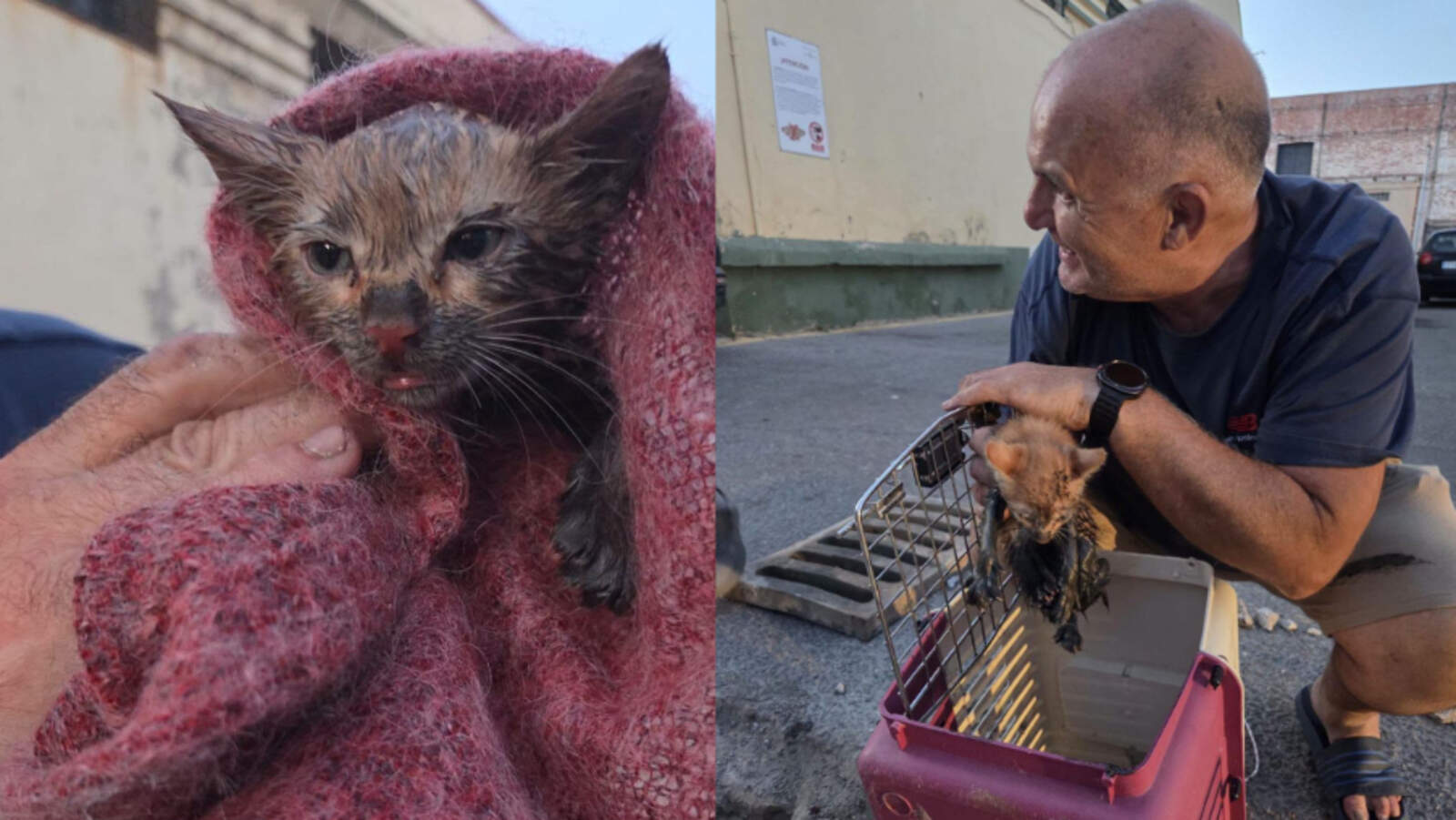 El angustioso rescate de Picasso, el gatito que sobrevivió tres días en una arqueta