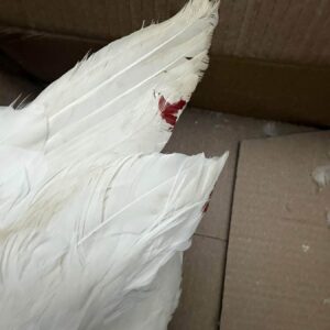 abandonado-contenedor-salvado-rescate-pato-domestico-estacion