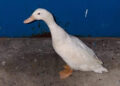 Abandonado en un contenedor y salvado a tiempo: el rescate de un pato doméstico en la Estación