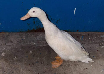 Abandonado en un contenedor y salvado a tiempo: el rescate de un pato doméstico en la Estación
