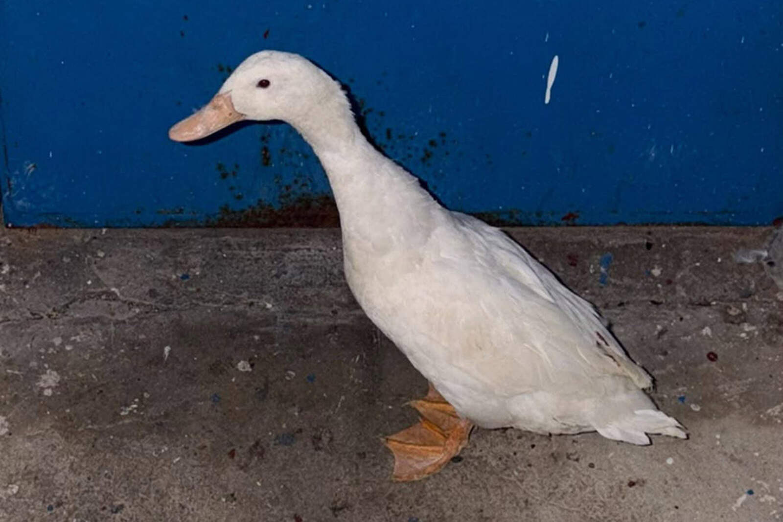 Abandonado en un contenedor y salvado a tiempo: el rescate de un pato doméstico en la Estación
