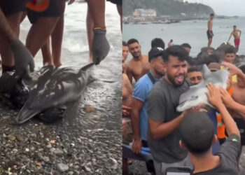 daubma-denuncia-guardia-civil-muerte-violenta-delfin-hallado-playa-trampolin
