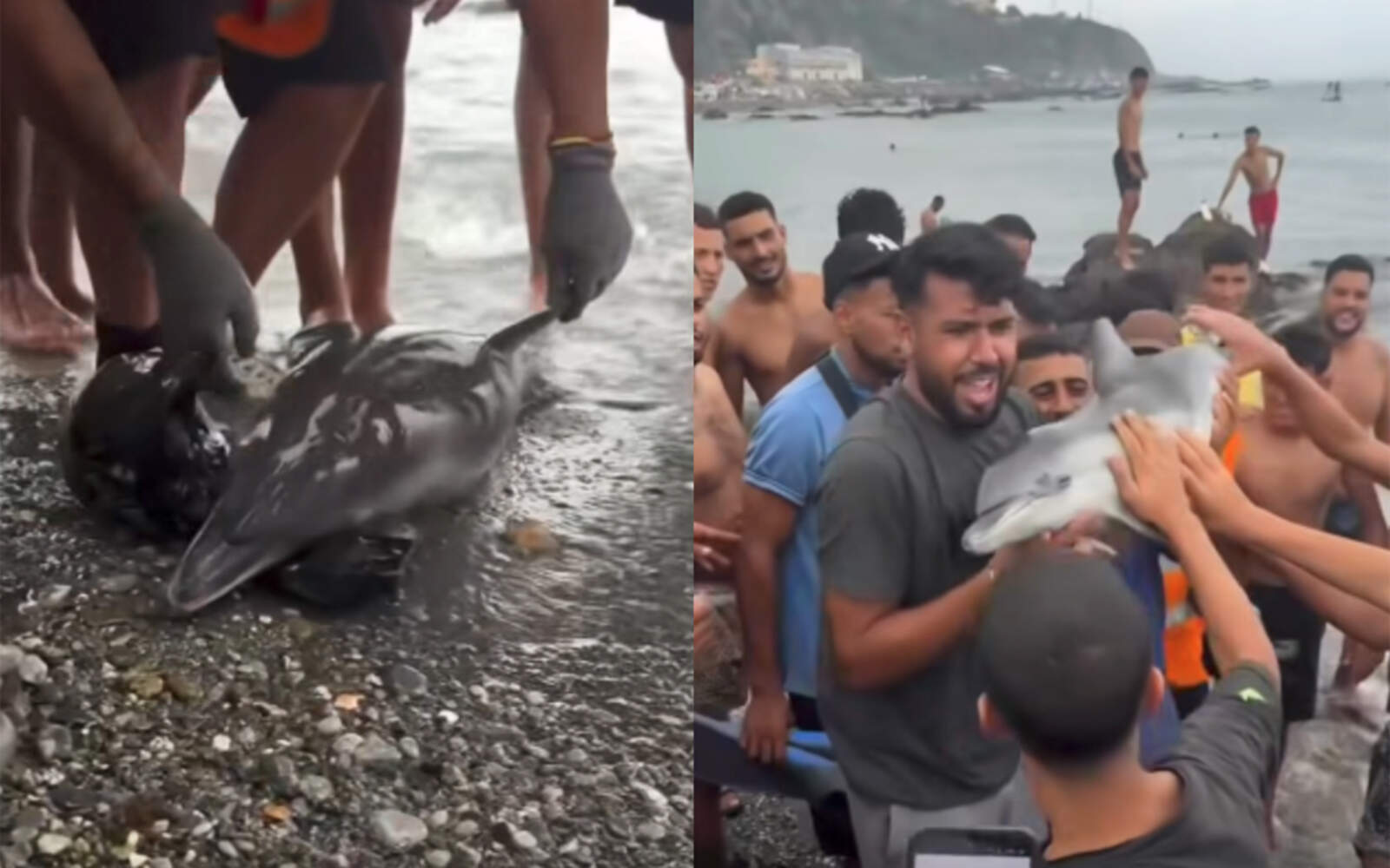 daubma-denuncia-guardia-civil-muerte-violenta-delfin-hallado-playa-trampolin